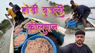 होडी बुडली कोलमान  transparent 🦐 prawn species fishing Mumbai India fishing [upl. by Lonny625]