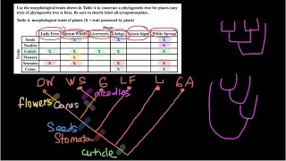 How to build Phylogenetic tree [upl. by Nnairac568]