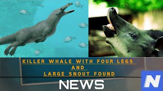 Killer whale with four legs and large snout found in Egypt [upl. by Jesselyn]