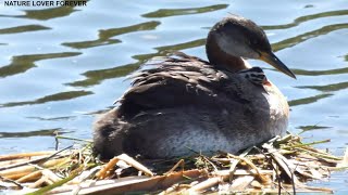 Grebes two chicks in the nest [upl. by Baiel726]