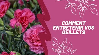 Comment entretenir vos œillets [upl. by Albemarle662]