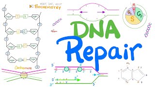 How DNA Repairs Itself Proofreading Oncogenes Tumor Suppressor Genes Mismatch Excision Repair [upl. by Astred]