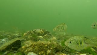 Whats under the water Camano Island State Park boat launch 2 [upl. by Aroved]