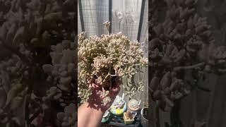 Graptopetalum Mirinae graptopetalum succulents cluster sunkissed succulentpropagation [upl. by Sukramaj]