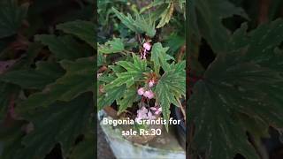 Begonia Grandis for sale Rs30 Contact 8848548939 [upl. by Ribaj318]