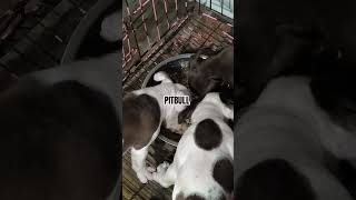 Pitbull puppies mukbang pitbull breed doglover [upl. by Dewhurst721]