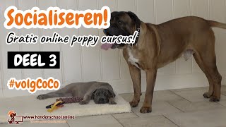 volgCoCo deel 3  puppy socialiseren tijdens corona  puppy leren kluiven  honden speelhengel [upl. by Childers]