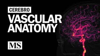 Cerebral Vascular Anatomy And Imaging [upl. by Azal]