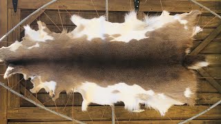 How to remove hair from a deer hide for tanning 4 k video [upl. by Arabelle]