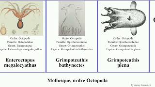 Mollusque ordre Octopoda octopus aux magna commune mollusca plena anneaux ocellatus bleus luteus [upl. by Renrew]