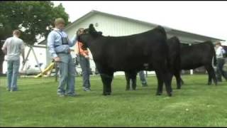 Fitting and Showing Angus Cattle Part 2 [upl. by Enomal772]