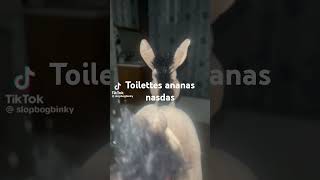 toilettes ananas nasdas [upl. by Muiram]