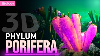 PORIFERA  GENERAL CHARACTERISTICS  3D ANIMATION [upl. by Sidoon]