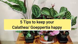 5 Tips to keep your Calathea Goeppertia happy [upl. by Lletnahc757]