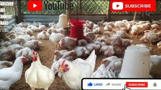 How to Start Broiler Farming Step by Step Guide [upl. by Eninnaj942]