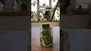 Snake plant propagationplantpropagation gardening shortsfeed [upl. by Krigsman]