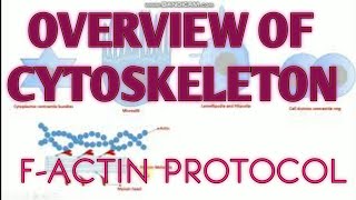 Overview of Cytoskeleton II Factin protocol [upl. by Whit]