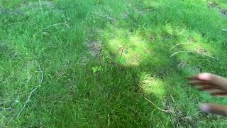 Broadleaf weed prevention black locust poison ivy and more Triclopyr 4 [upl. by Datnow561]