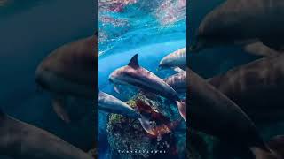 Playful Dolphins at Toshima Island 🐬 Dive into the Underwater World 🌊 shorts 4k dolphin [upl. by Hendrix]