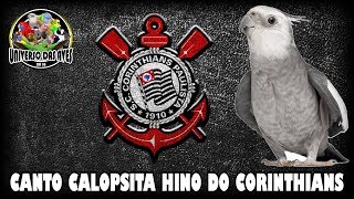 ASSOBIO CALOPSITA  HINO DO CORINTHIANS  ENSINAR CALOPSITA [upl. by Adnima301]