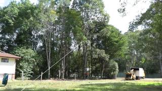 Corymbia torelliana aka Cadaghi tree felling [upl. by Quintina]