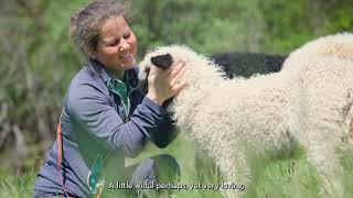 Small frugal and cuddly – Valais blacknose sheep [upl. by Huttan587]