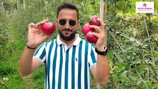 Apple Harvesting of M9 Rootstock [upl. by Girardi372]