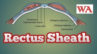 Rectus Sheath  Easy way in Detail World of Anatomy [upl. by Akirdnas]