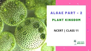 Plant Kingdom  Algae  Part 2  NCERT  Class 11  Chapter 3  Biology in Hindi [upl. by Fabio567]