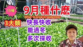 9月種什麼，15種蔬菜，九月播種，十月開始採收，快種快收，能過冬，種一次採收多次，這新品種可能你沒種過 What to grow in September [upl. by Assilav]