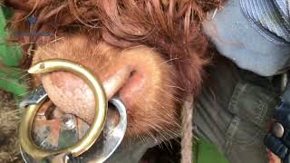 Why our Highland Bull Hamish has a Nose Piercing Application of Nose Ring bovinedoctor [upl. by Nuahsad384]