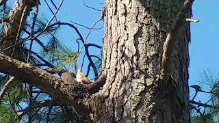 ⚠️ HORNERO TRABAJANDO ave nacional Argentina [upl. by Macomber]