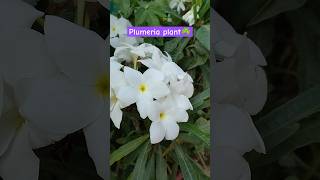 चंपाPlumeria plant flowers☘️ plumeriaflower champa beautiful flowers newsong shorts [upl. by Cart954]