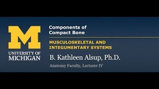 Skeletal System Components of Compact Bone [upl. by Ayatal236]