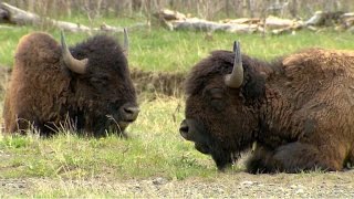 Bison makes comeback at Yellowstone National Park [upl. by Kcirted]