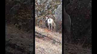 Fighting Bighorn Sheep hunting [upl. by Kati]