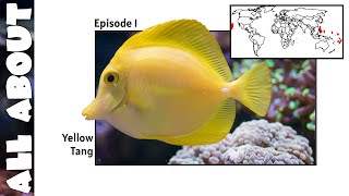 Yellow Tang  All About Documentary Series [upl. by Ardnaeel445]