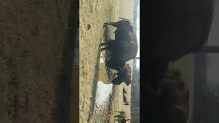 You Cant Rollerskate in a Buffalo Herd rogermiller Buffalo bison nature animals ani [upl. by Otnas458]