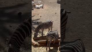 Oasis Wildlife Adventure in Fuerteventura🦒🐏🦅🐪 [upl. by Doykos]