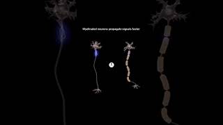 Myelinated Vs Unmyelinated Neurons [upl. by Reeba873]