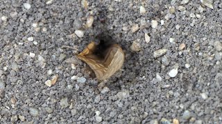 Bigheaded Ants struggle to drag Butterfly wing into nest [upl. by Ferreby]