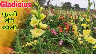 Gladiolus  फूलों की खेती  कम लागत अधिक मुनाफा  Ditesh [upl. by Duane]