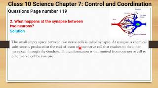 Q2 What happens at the synapse between two neurons [upl. by Rehportsirhc]