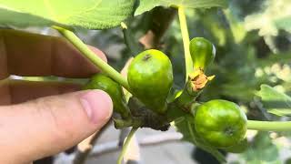 Fig bud mites 2024 [upl. by Arualana]