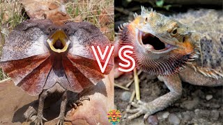 Cute but DEADLY Frilled Lizard VS Bearded Dragon Who Wins The Fight [upl. by Freiman]