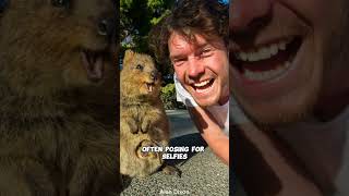 Why Quokkas Are The Happiest Animals On Earth Are They Really [upl. by Einamrej]