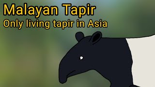 Malayan Tapir The only living tapir of Asia [upl. by Ahsimak]