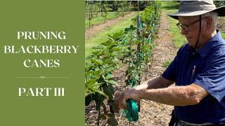 How to Prune BLACKBERRY Canes PART III I Dr Arlie Powell I INCREASING YEILD [upl. by Dyan]