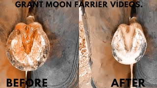 How to trim a horse hooves [upl. by Nivar]