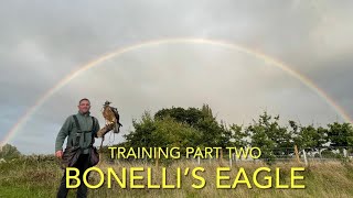 FALCONRY BONELLI’S EAGLES amp Gyr falcon training part two [upl. by Eniac158]